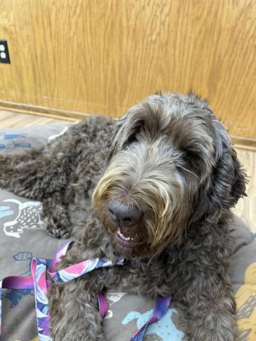 Friendly reading dog